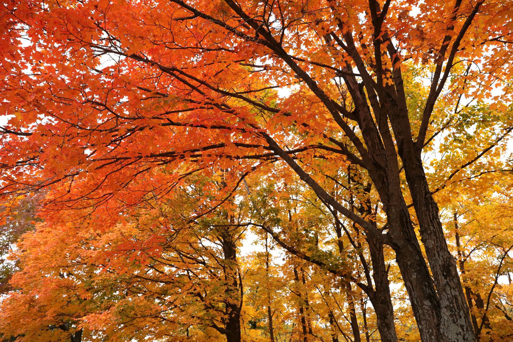 Fall foliage